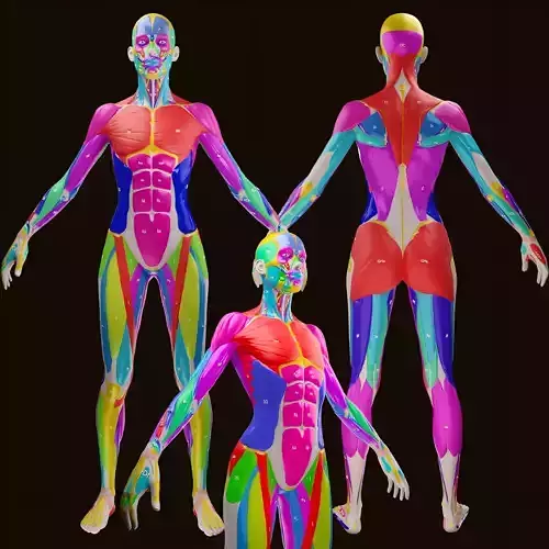 Ecorche Female Musclenames Anatomy 3D model Ecorche Female Musclenames Anatomy 3D model
