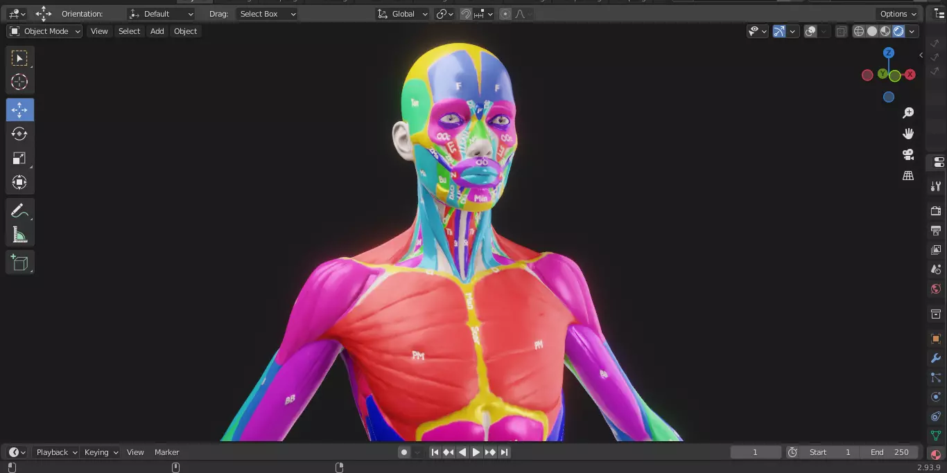 Ecorche Female Musclenames Anatomy 3D model_12