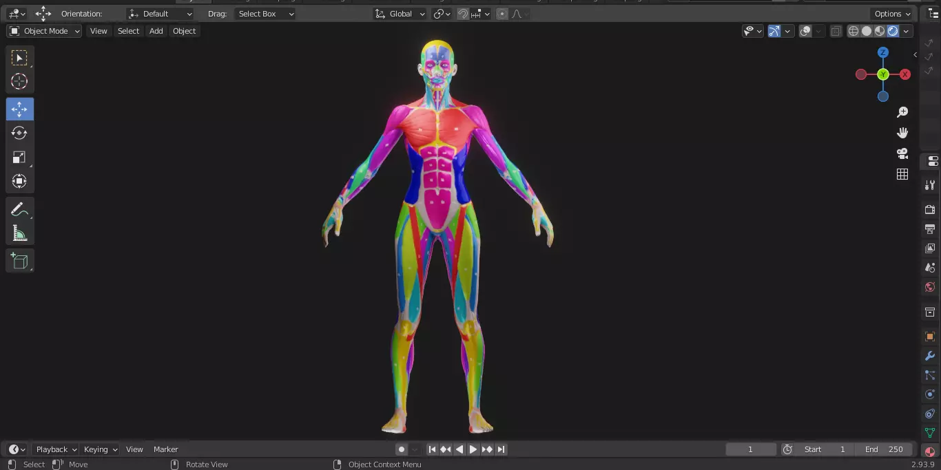 Ecorche Female Musclenames Anatomy 3D model_6