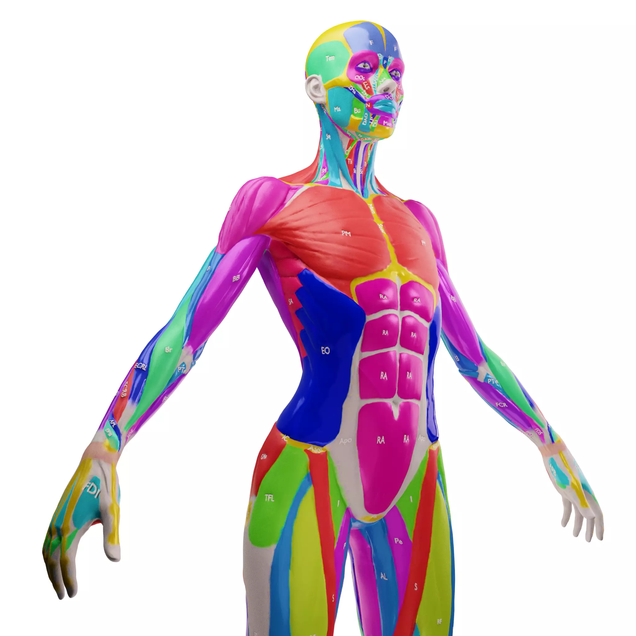 Ecorche Female Musclenames Anatomy 3D model_3