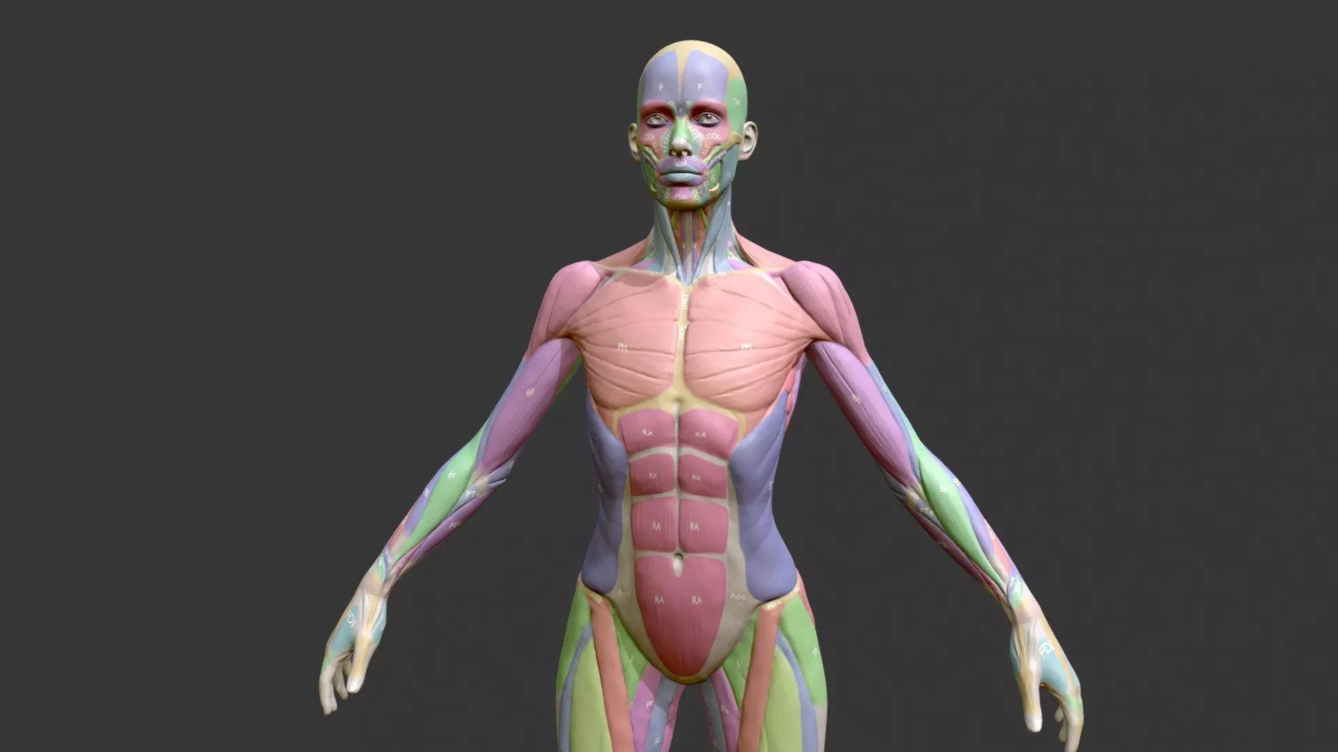 Ecorche Female Musclenames Anatomy 3D model_1