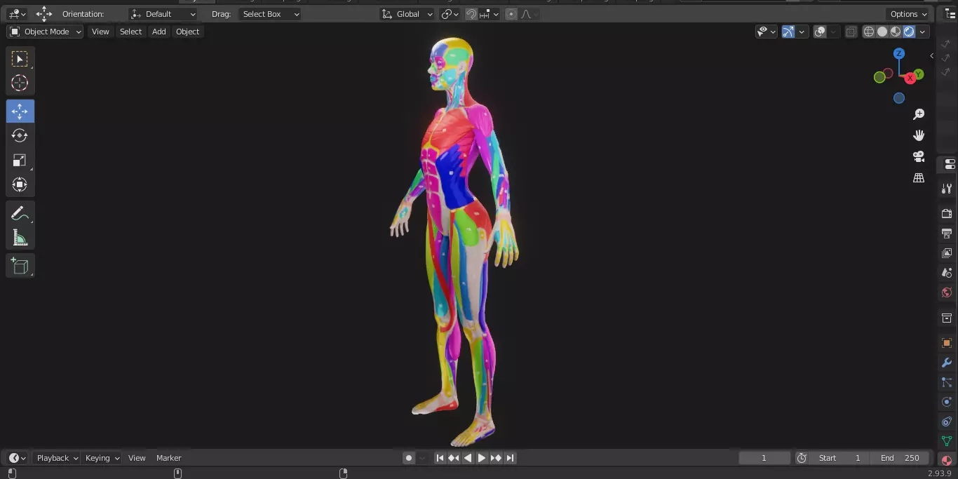 Ecorche Female Musclenames Anatomy 3D model_7