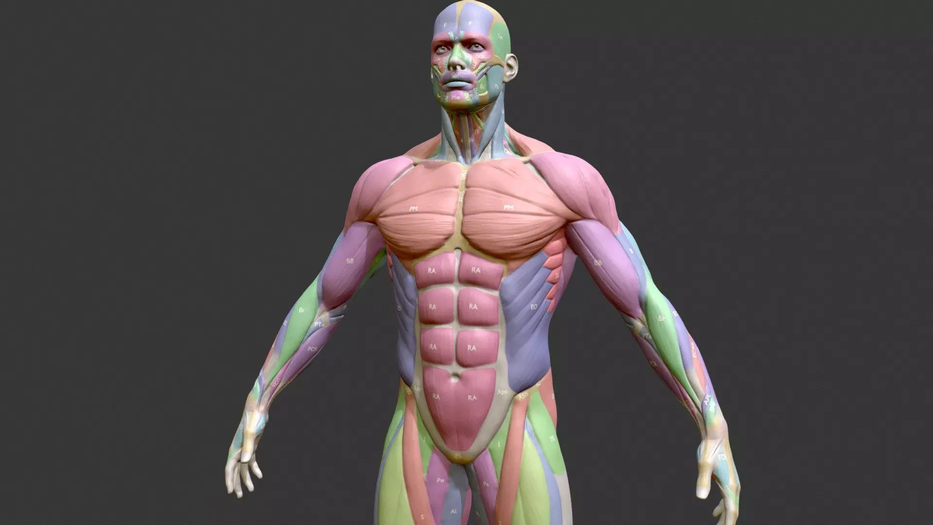 Ecorche Male Musclenames Anatomy 3D model_1