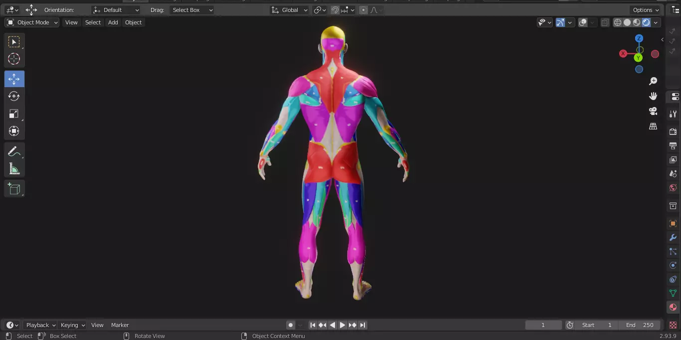 Ecorche Male Musclenames Anatomy 3D model_10