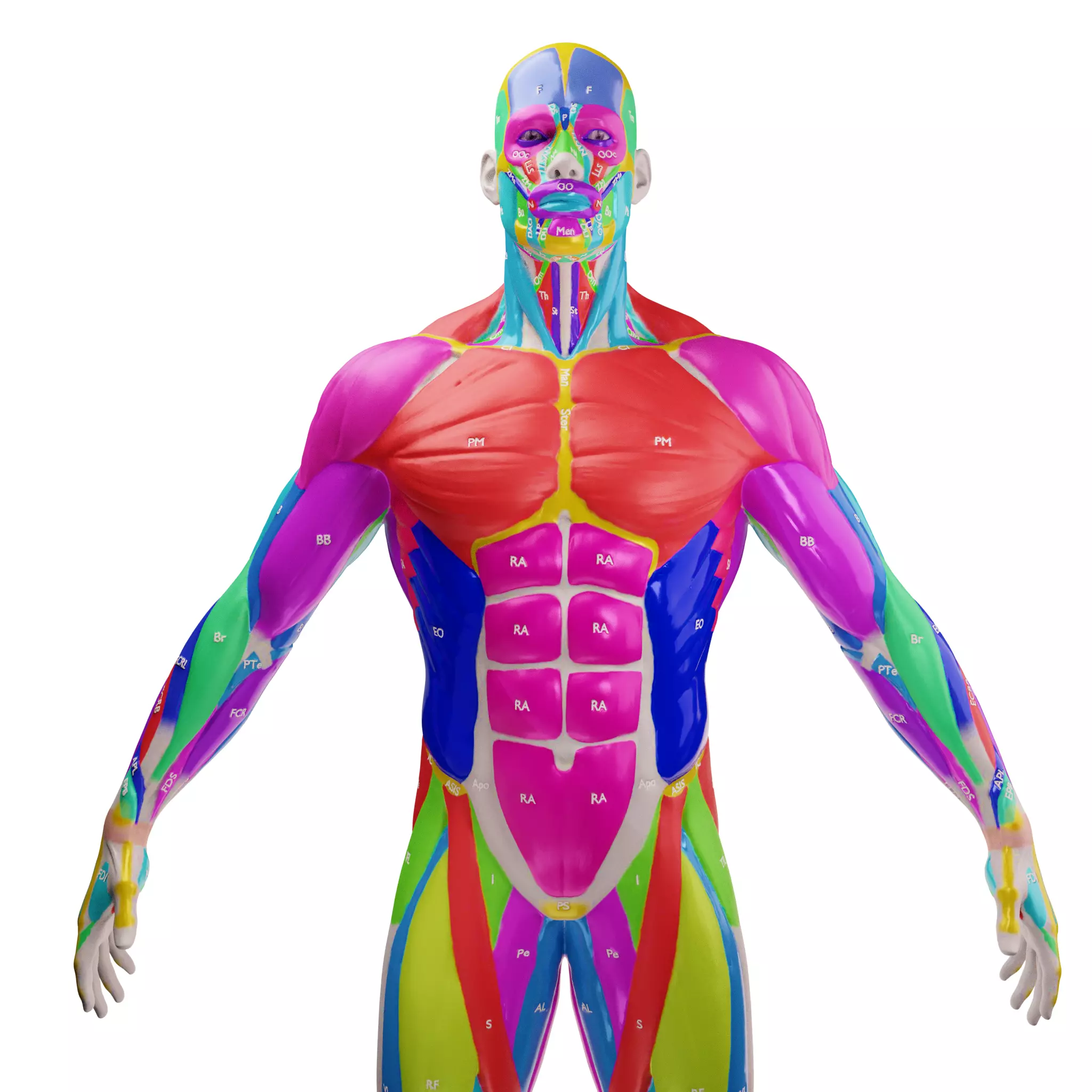 Ecorche Male Musclenames Anatomy 3D model_2