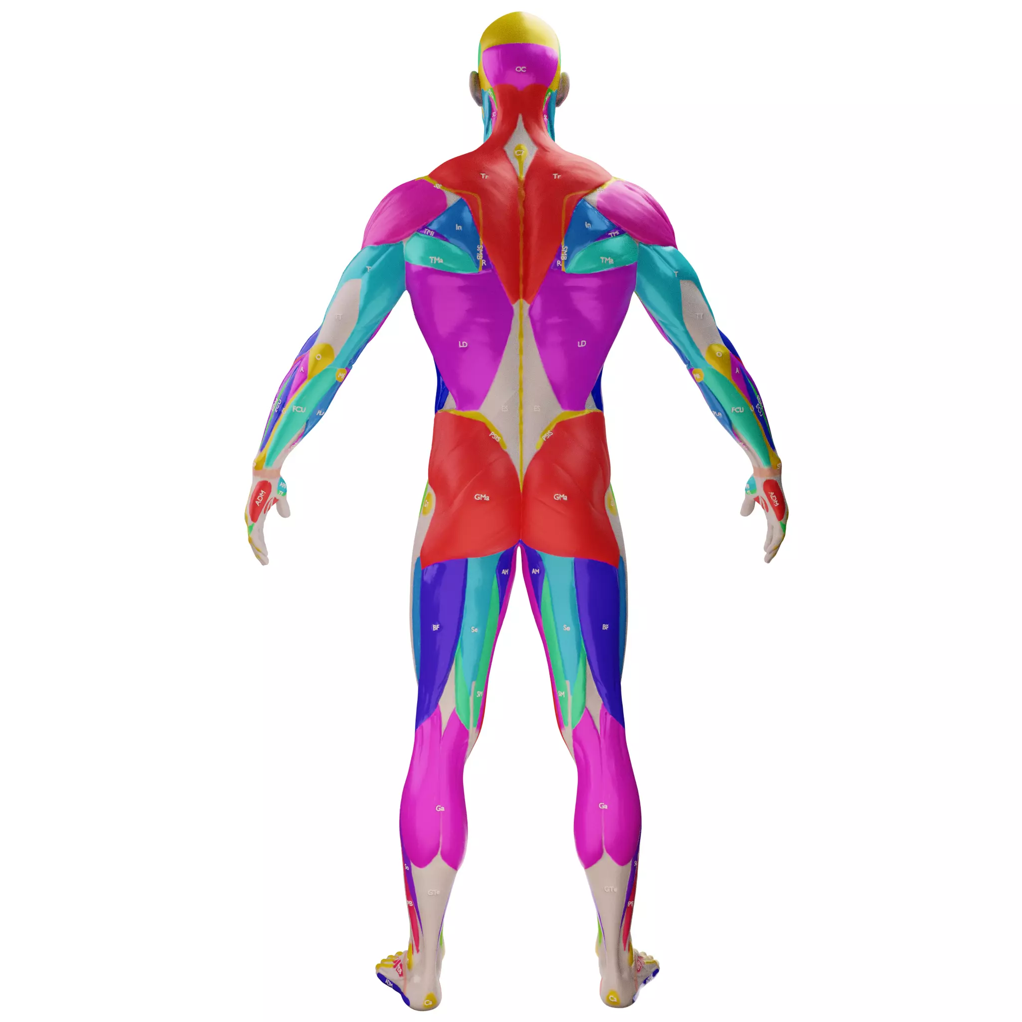 Ecorche Male Musclenames Anatomy 3D model_5