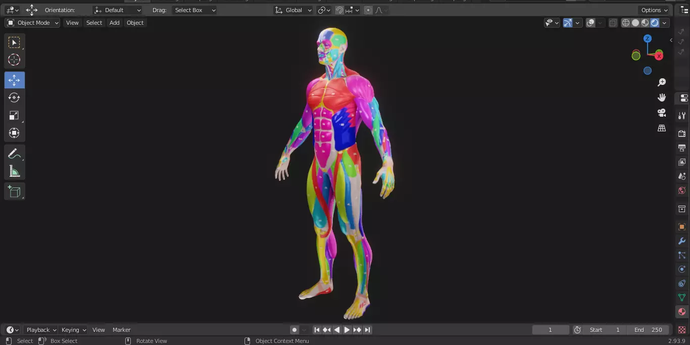 Ecorche Male Musclenames Anatomy 3D model_8