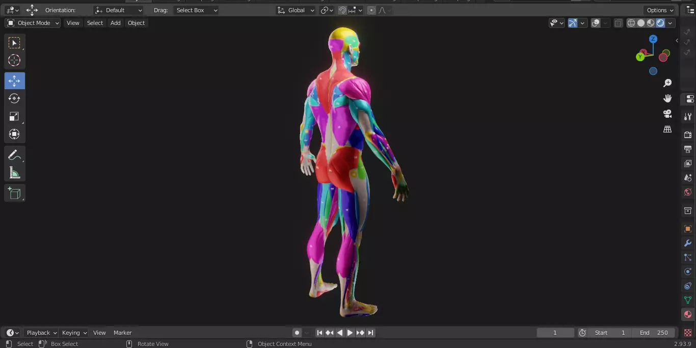 Ecorche Male Musclenames Anatomy 3D model_11