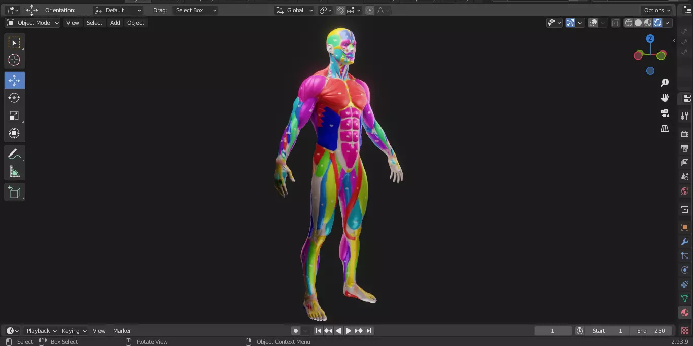 Ecorche Male Musclenames Anatomy 3D model_12