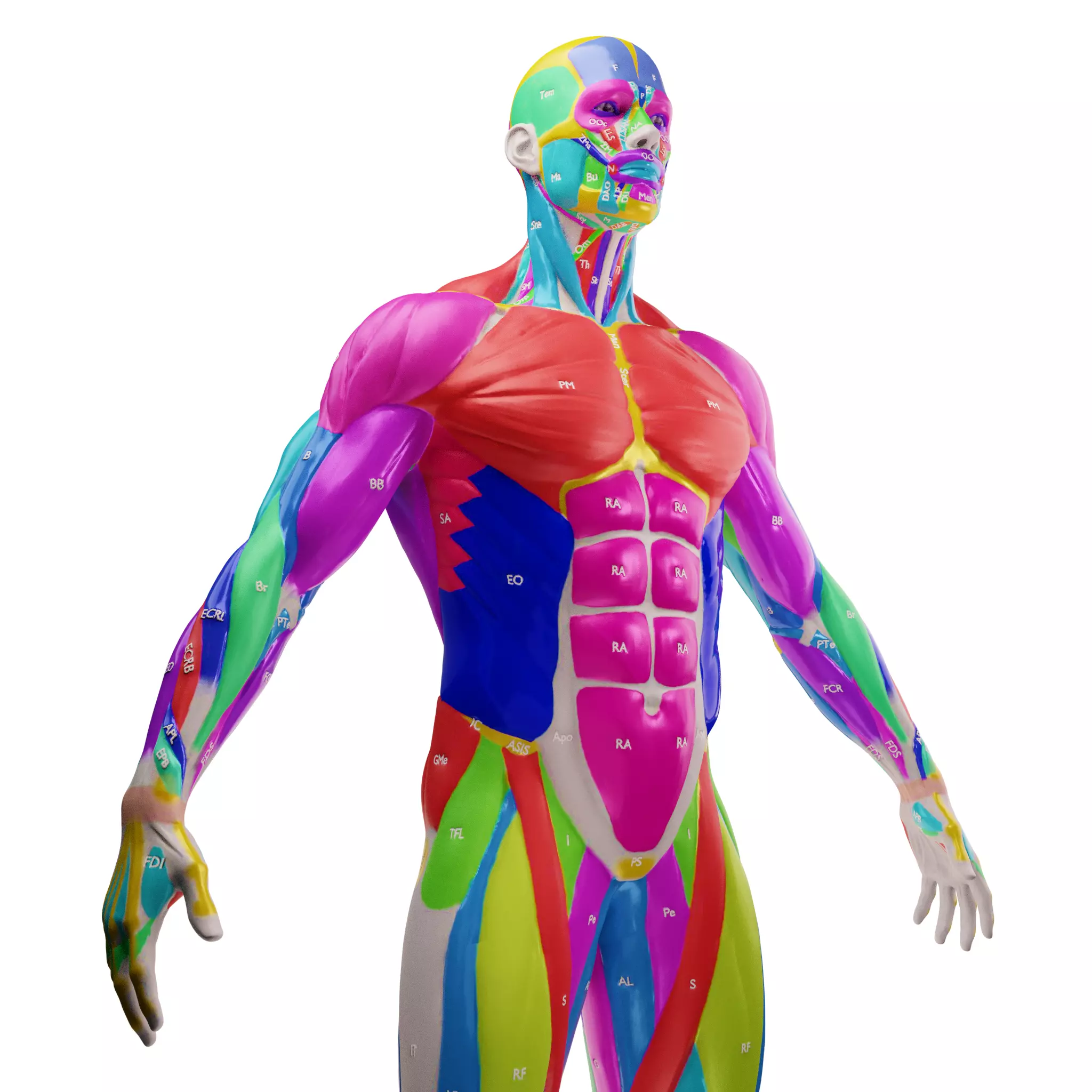 Ecorche Male Musclenames Anatomy 3D model_3