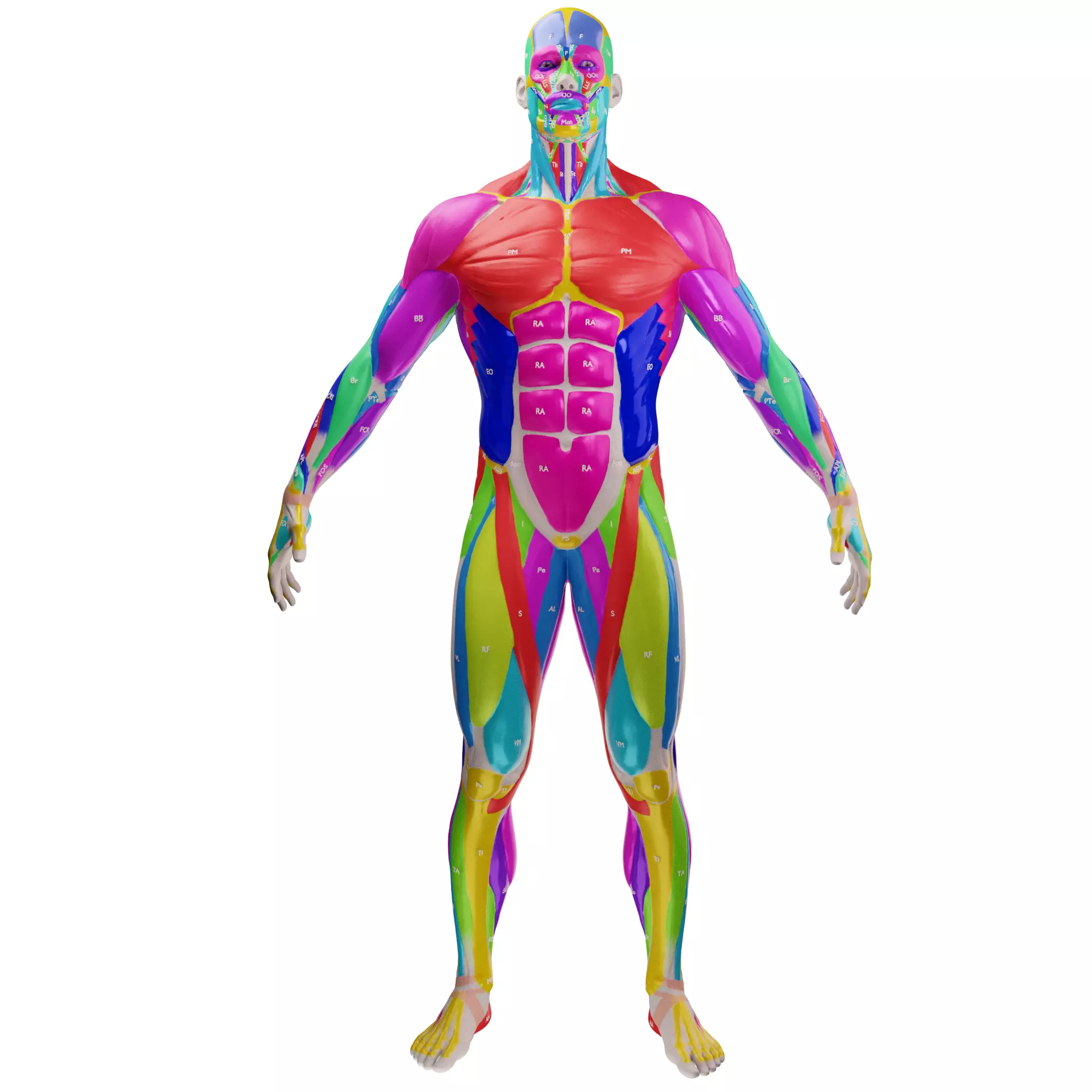 Ecorche Male Musclenames Anatomy 3D model_4