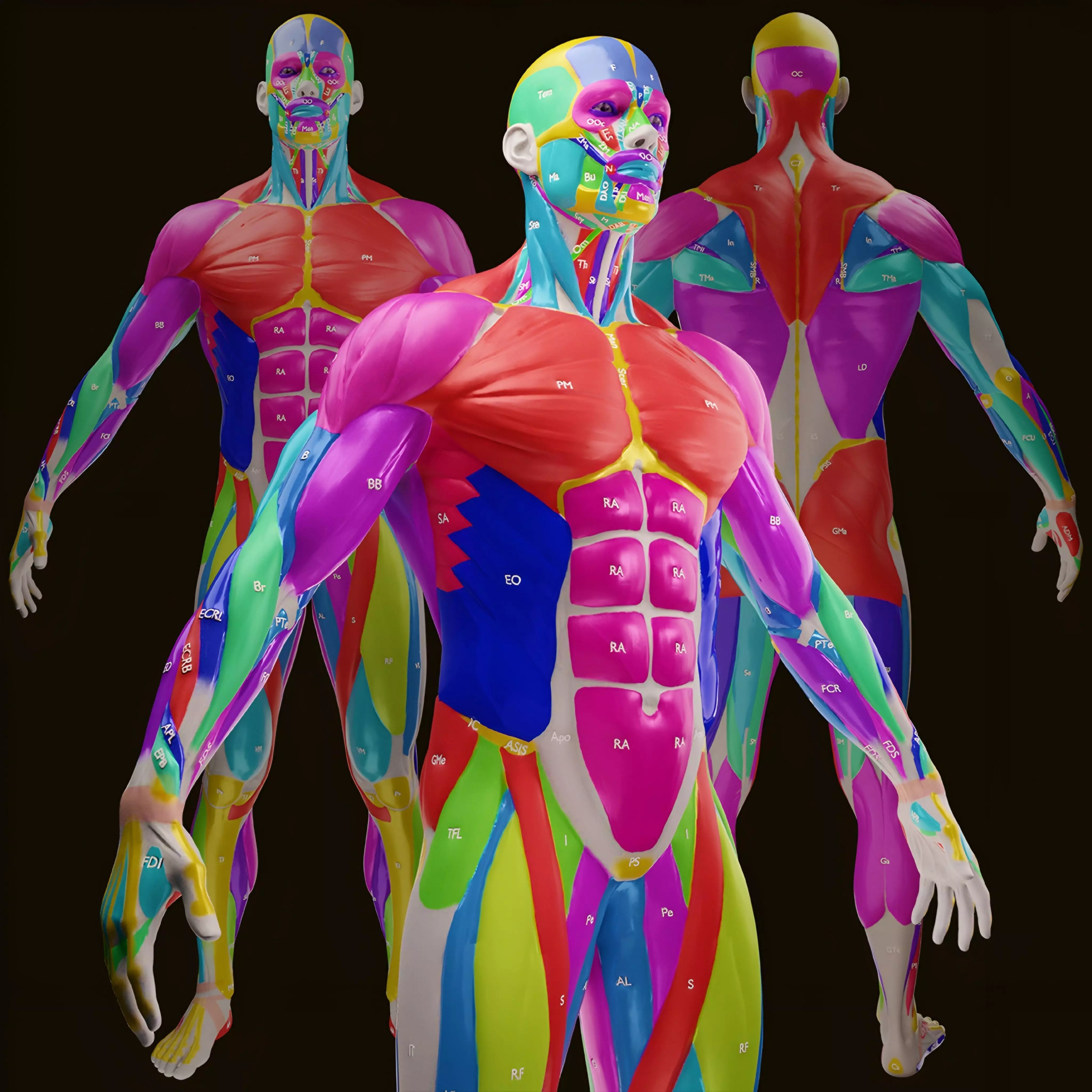 Ecorche Male Musclenames Anatomy 3D model_0