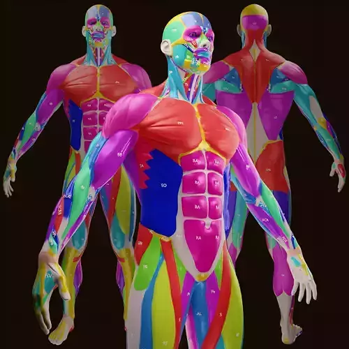 Ecorche Male Musclenames Anatomy