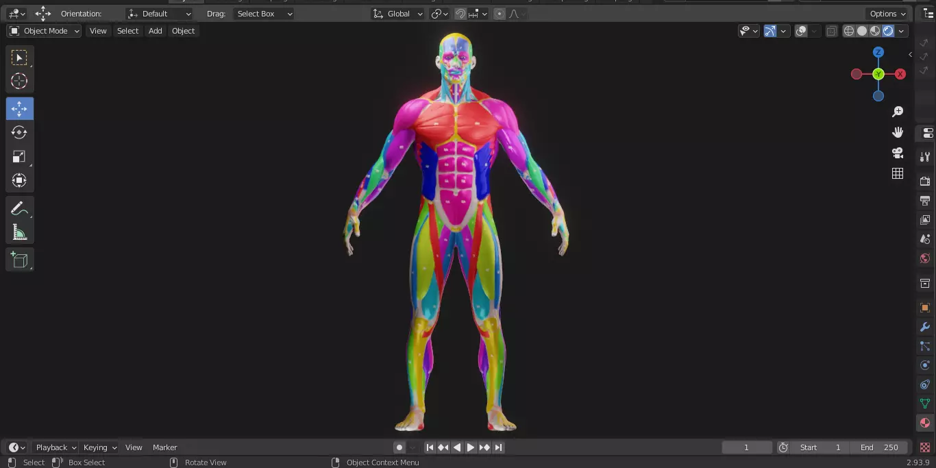 Ecorche Male Musclenames Anatomy 3D model_7