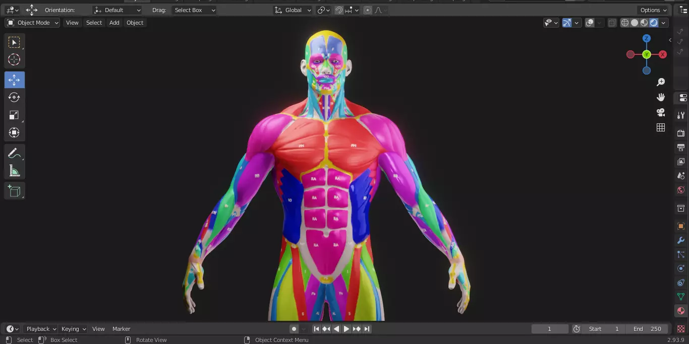 Ecorche Male Musclenames Anatomy 3D model_6