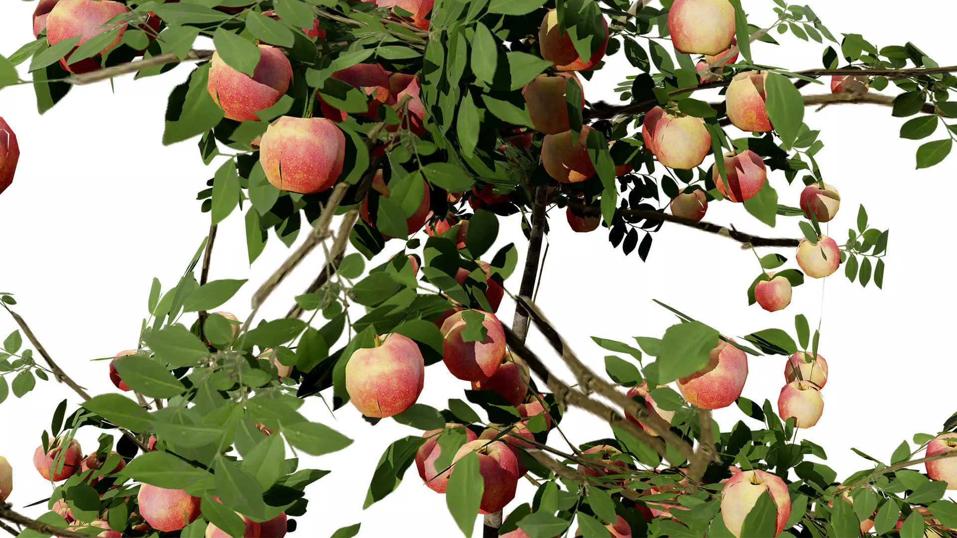 British Standard Apple Malus Bramleys Seedling Tree Low-poly 3D model_10