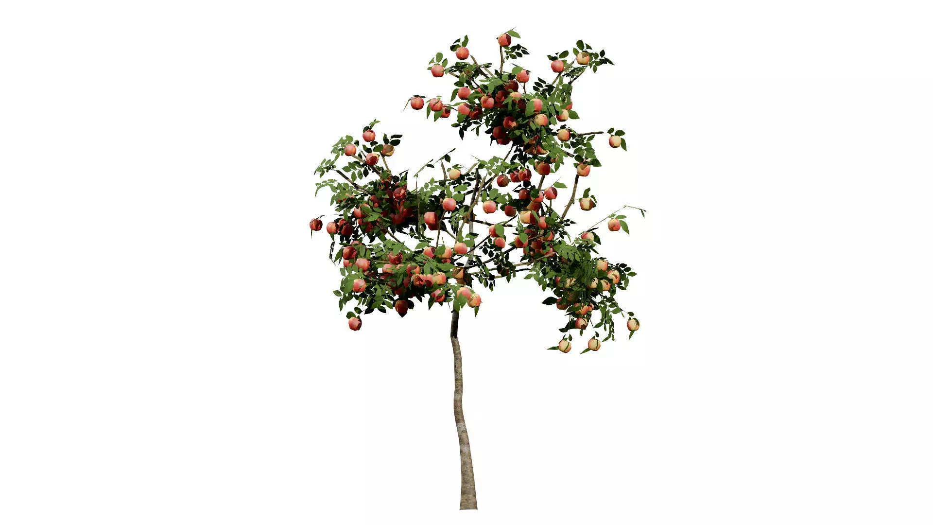 British Standard Apple Malus Bramleys Seedling Tree Low-poly 3D model_9