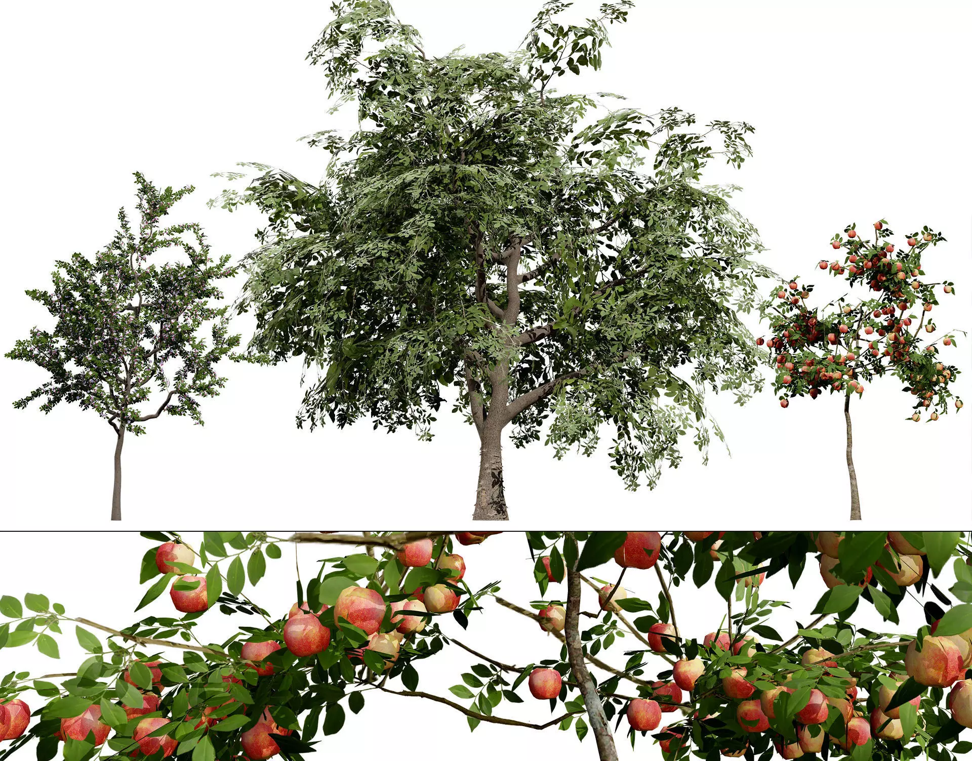 British Standard Apple Malus Bramleys Seedling Tree Low-poly 3D model_0