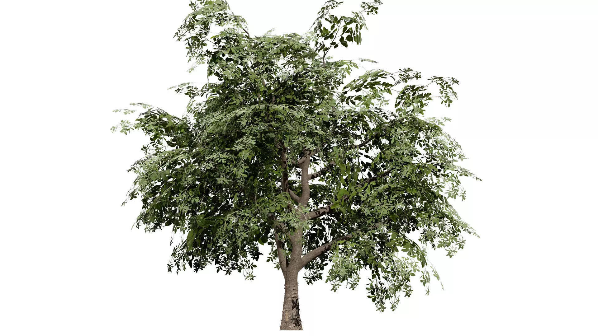 British Standard Apple Malus Bramleys Seedling Tree Low-poly 3D model_5