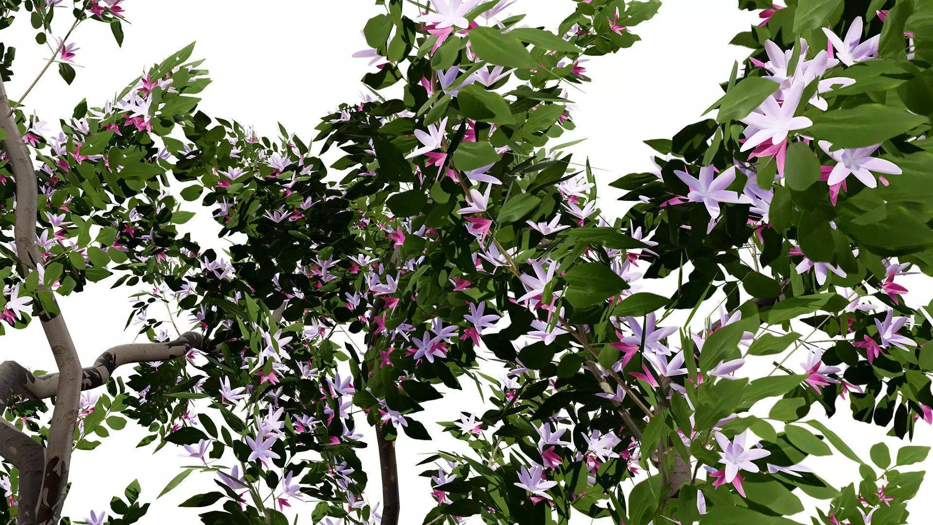 British Standard Apple Malus Bramleys Seedling Tree Low-poly 3D model_8