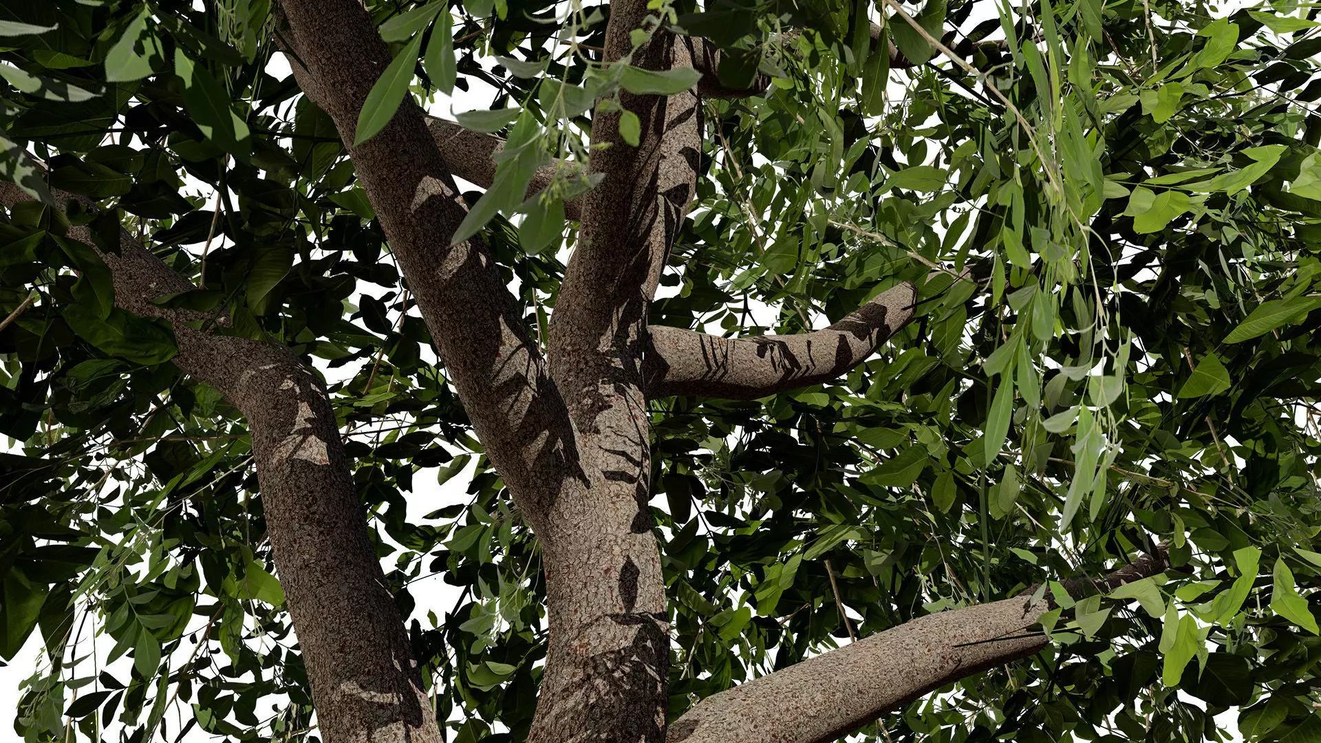 British Standard Apple Malus Bramleys Seedling Tree Low-poly 3D model_6