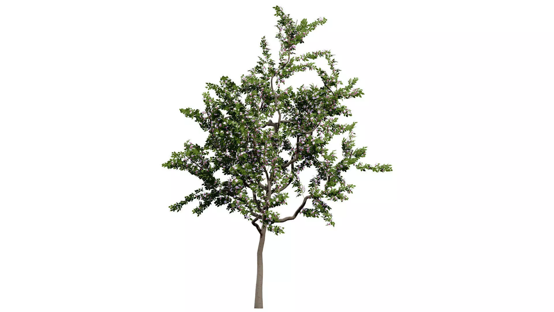 British Standard Apple Malus Bramleys Seedling Tree Low-poly 3D model_7