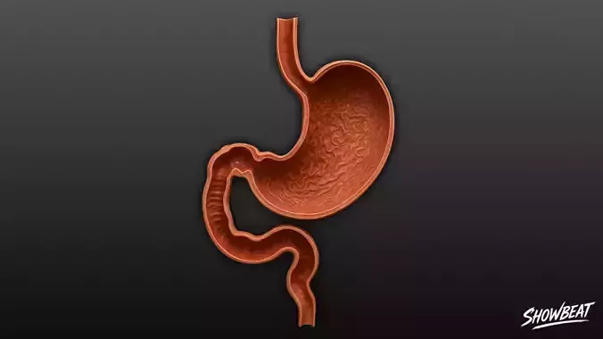 Stomach Cross Section Low-poly 3D model