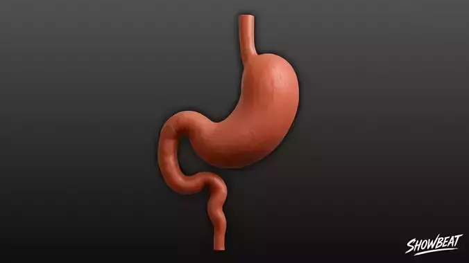 Stomach