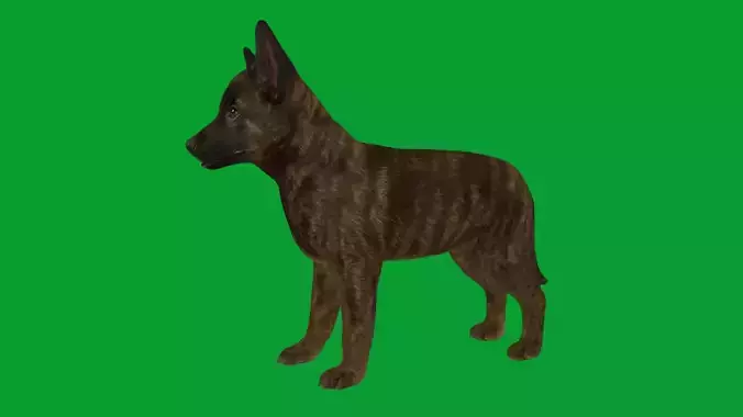 Dutch Shepherd Puppy Dog Low-poly 3D model
