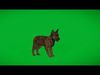 Dutch Shepherd Puppy Dog Low-poly 3D model_1