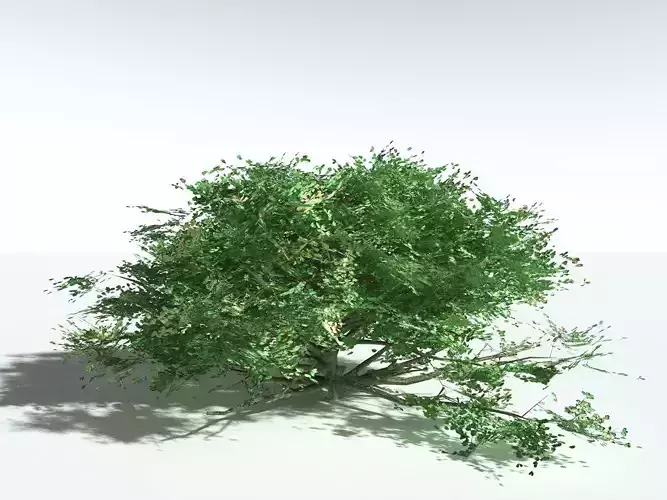 EVERYPlant Beach Cabbage LowPoly