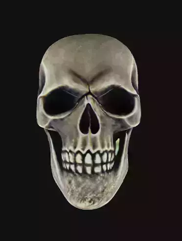 Skull