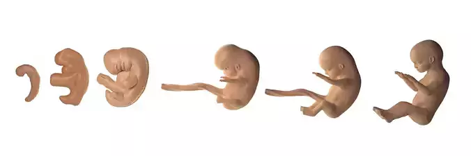 Baby Stages - Fetal Development