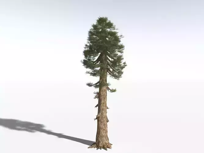 EVERYPlant Giant Redwood