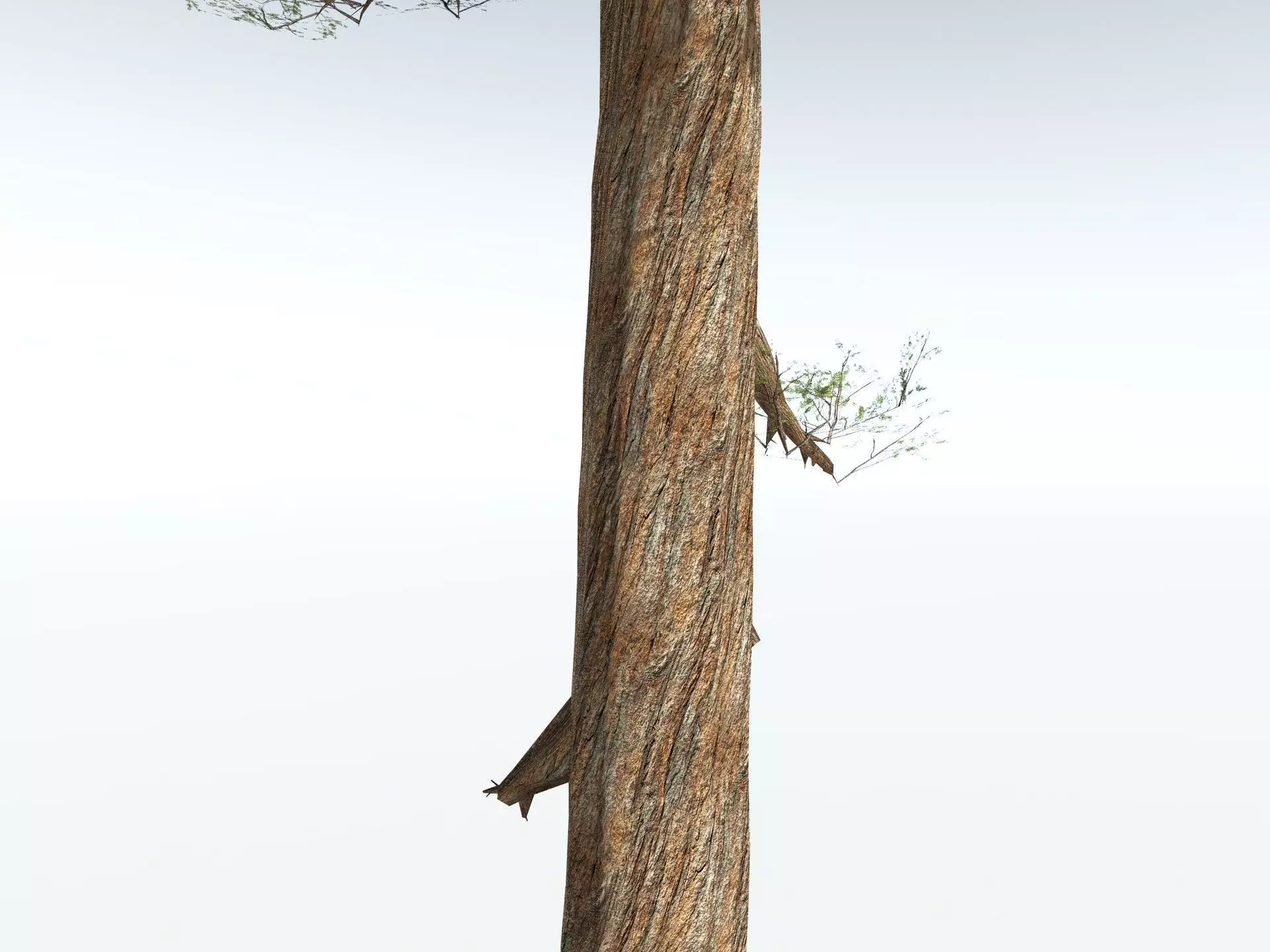 EVERYPlant Giant Redwood LowPoly Low-poly 3D model_21