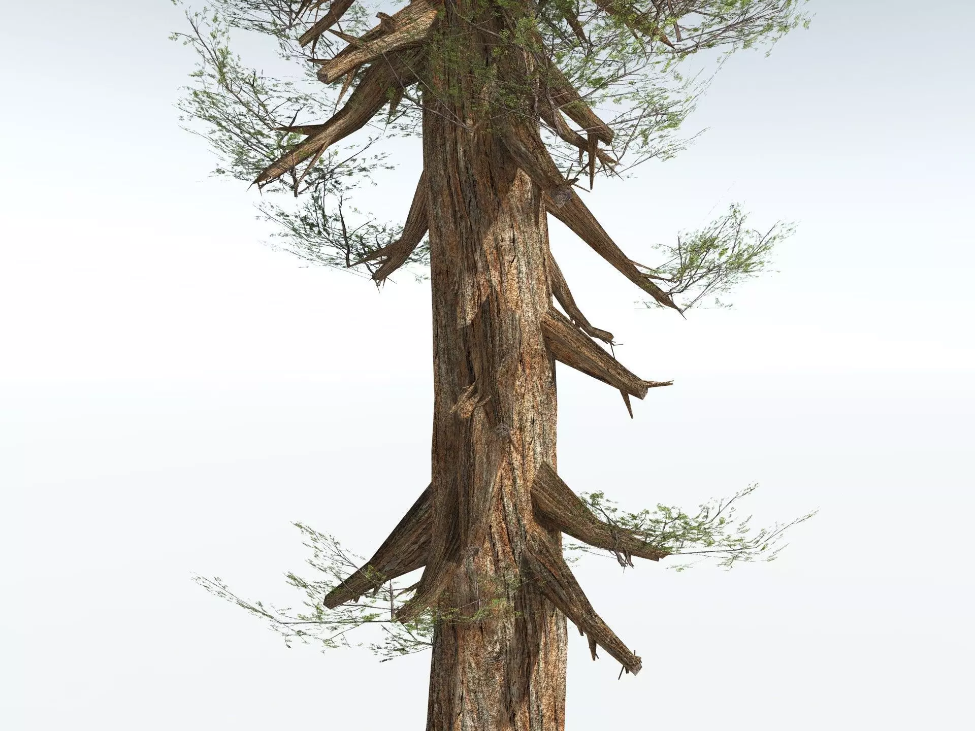 EVERYPlant Giant Redwood LowPoly Low-poly 3D model_5