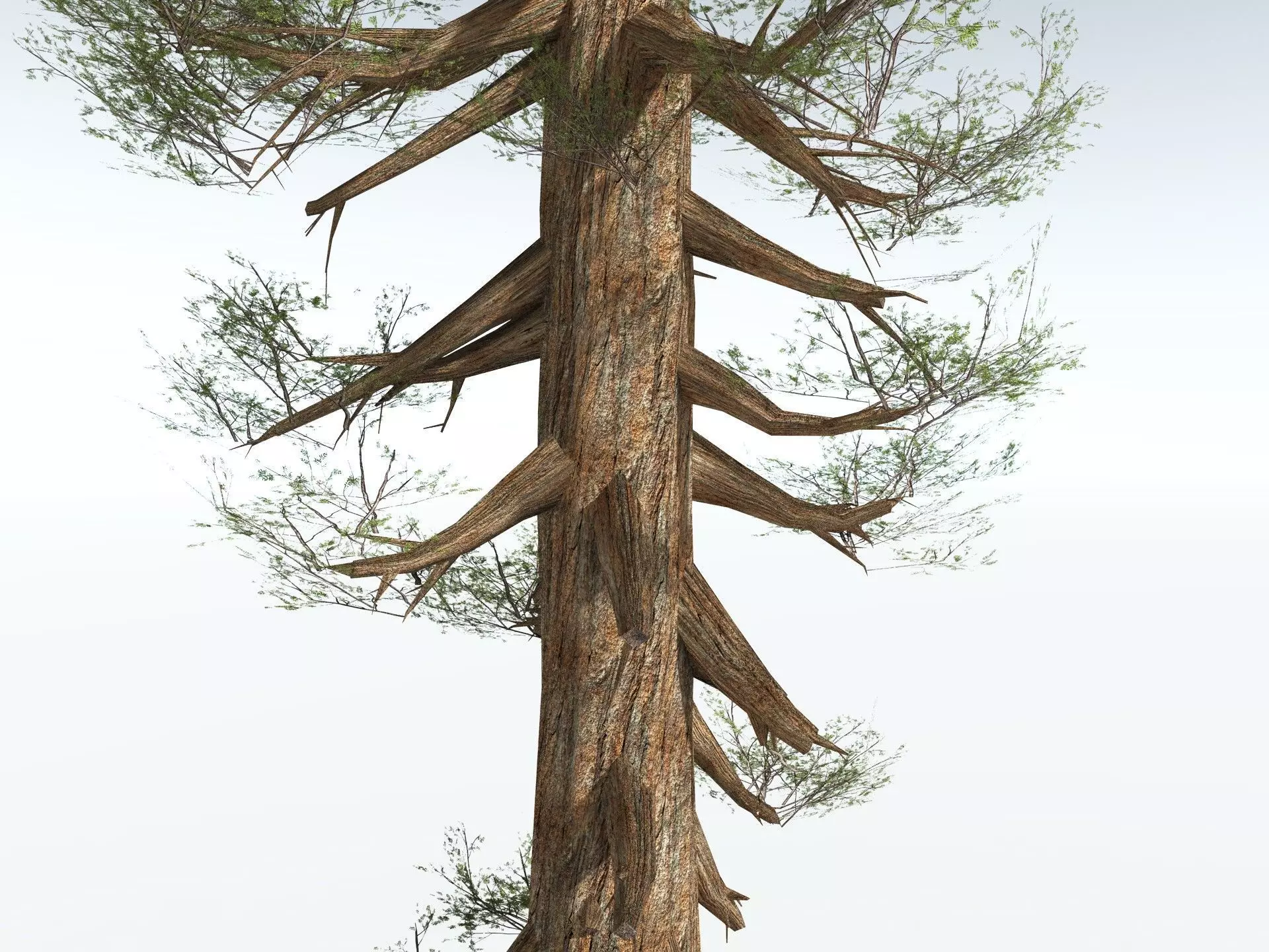 EVERYPlant Giant Redwood LowPoly Low-poly 3D model_7