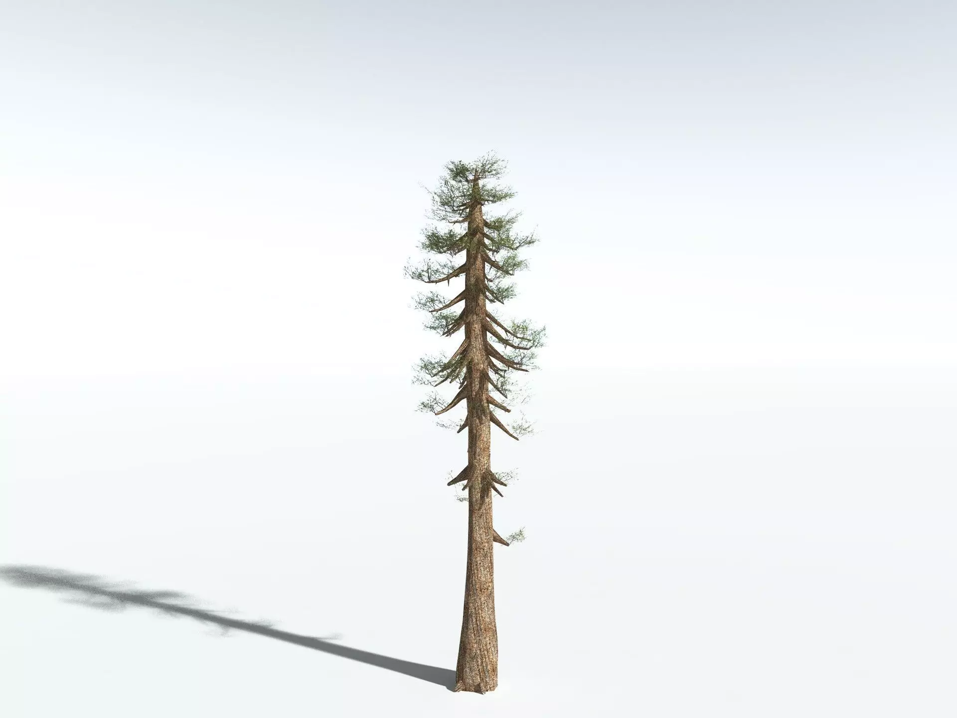 EVERYPlant Giant Redwood LowPoly Low-poly 3D model_22