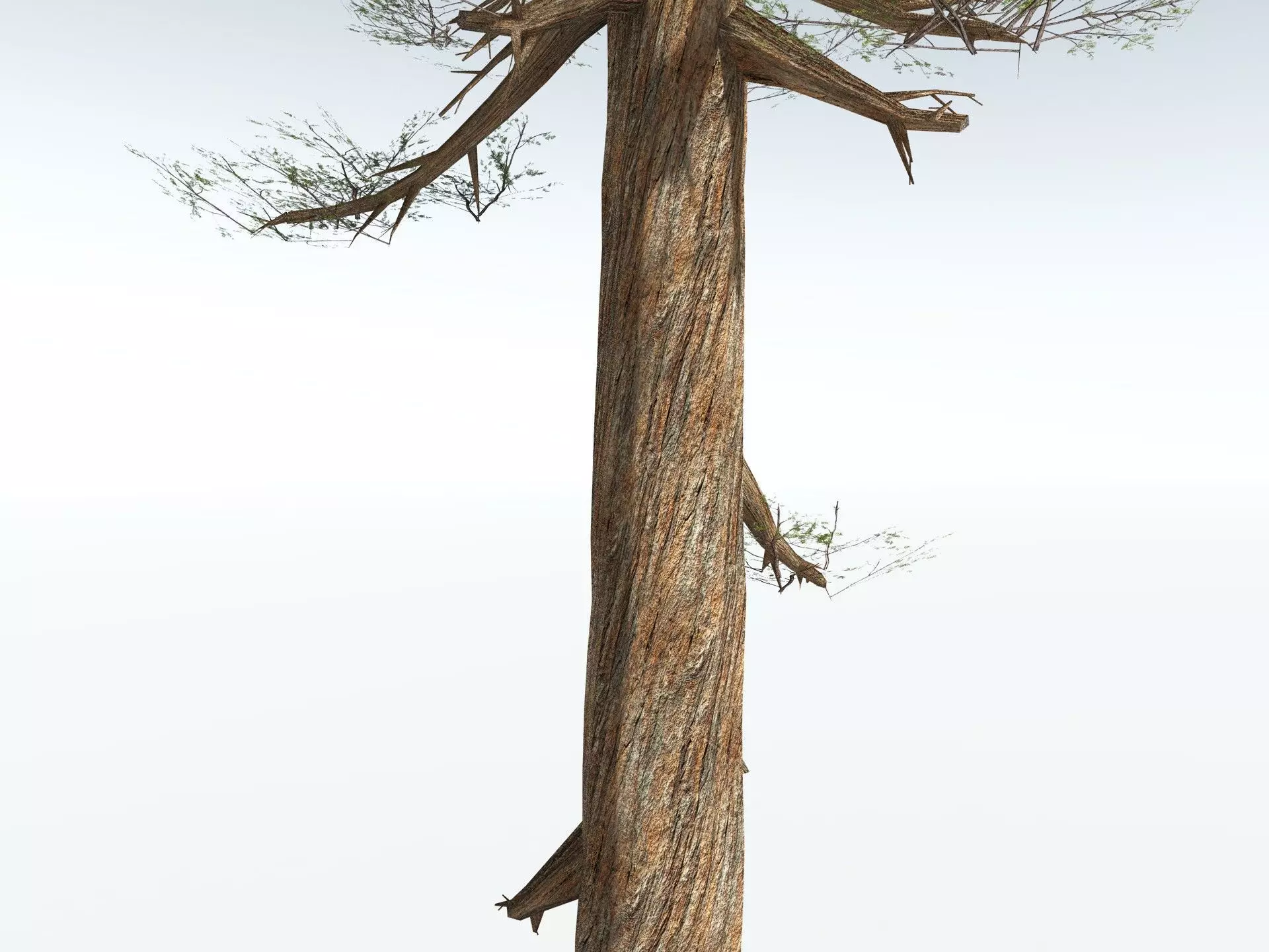 EVERYPlant Giant Redwood LowPoly Low-poly 3D model_13