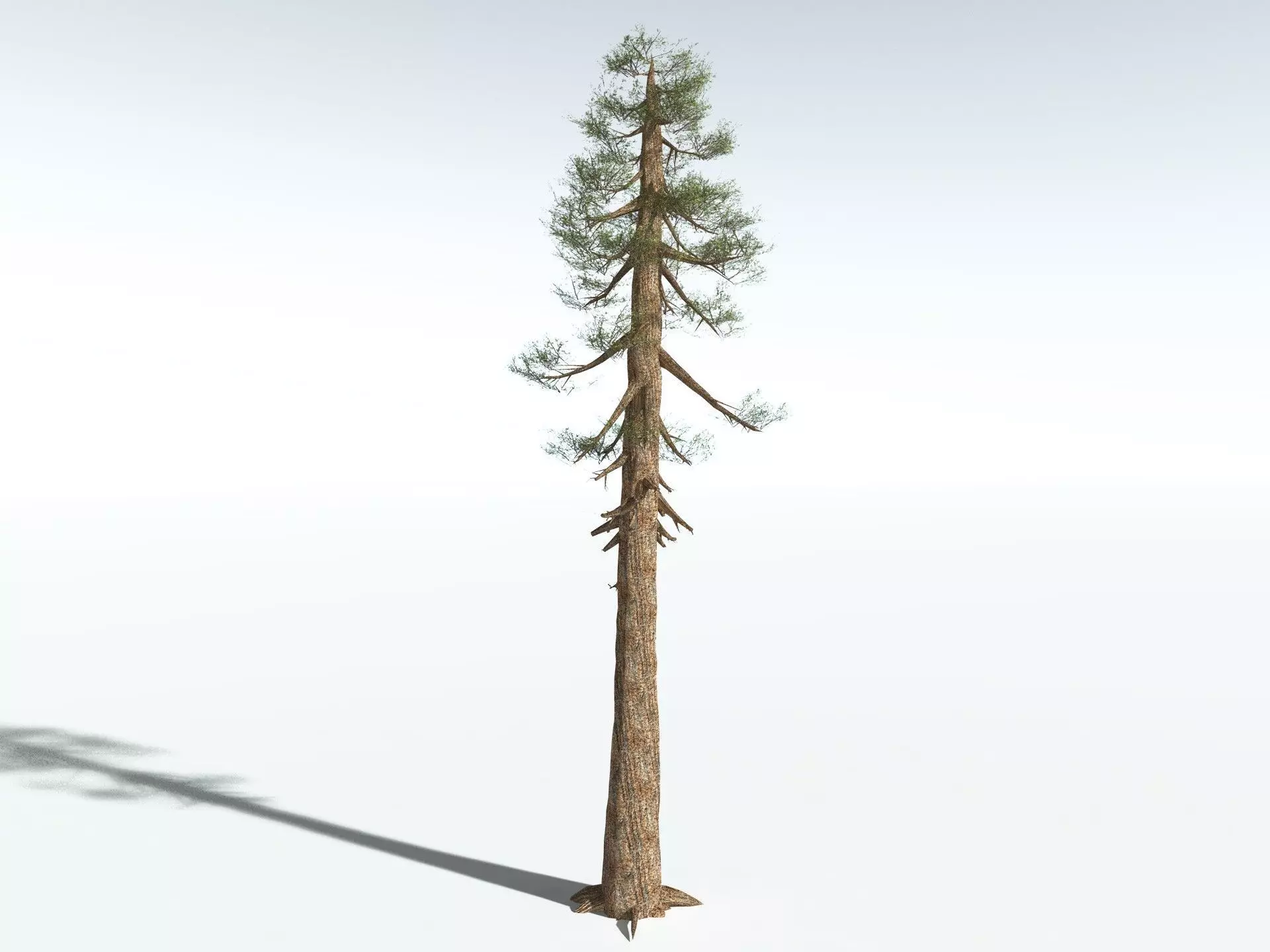 EVERYPlant Giant Redwood LowPoly Low-poly 3D model_8