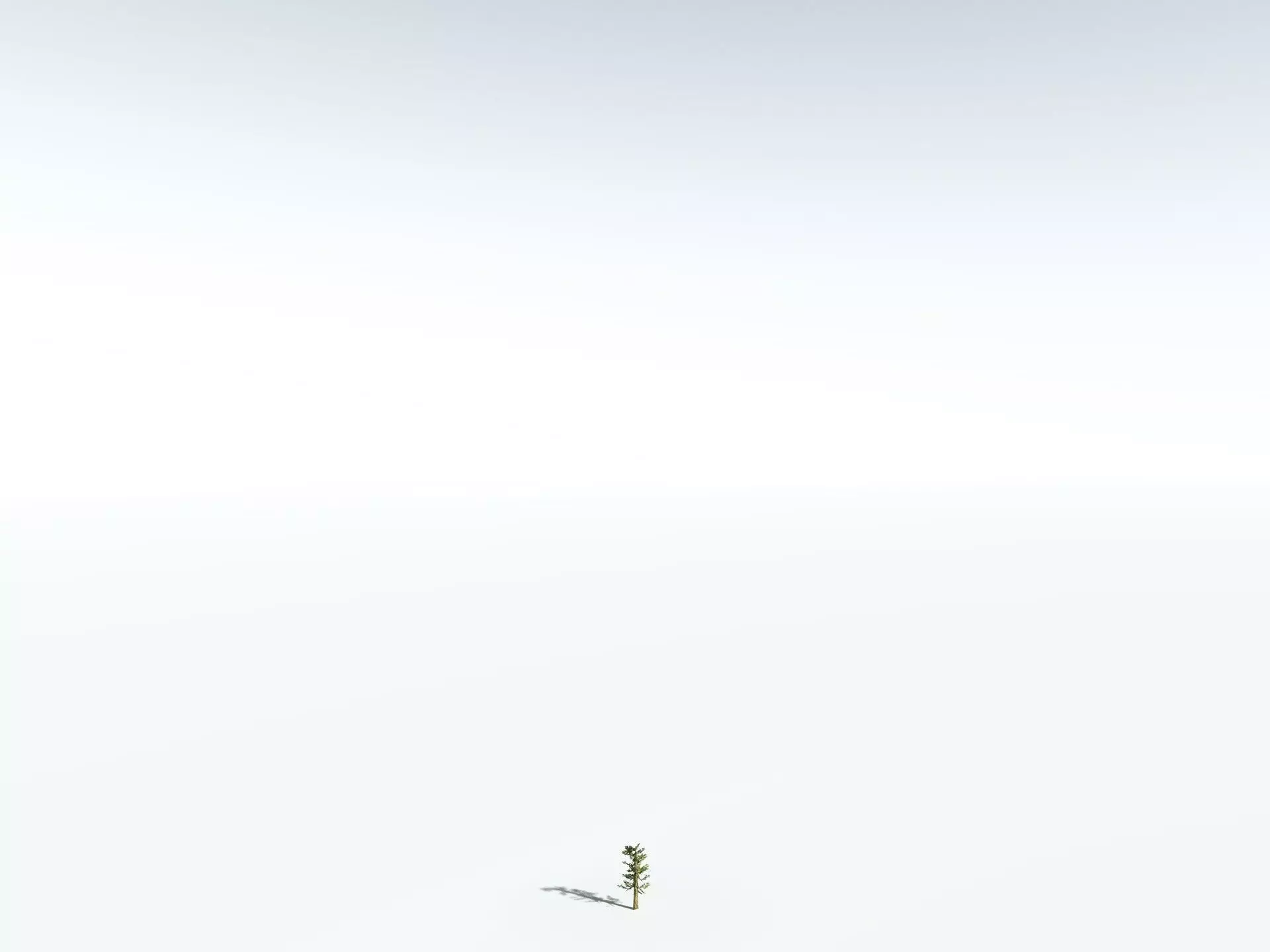 EVERYPlant Giant Redwood LowPoly Low-poly 3D model_28