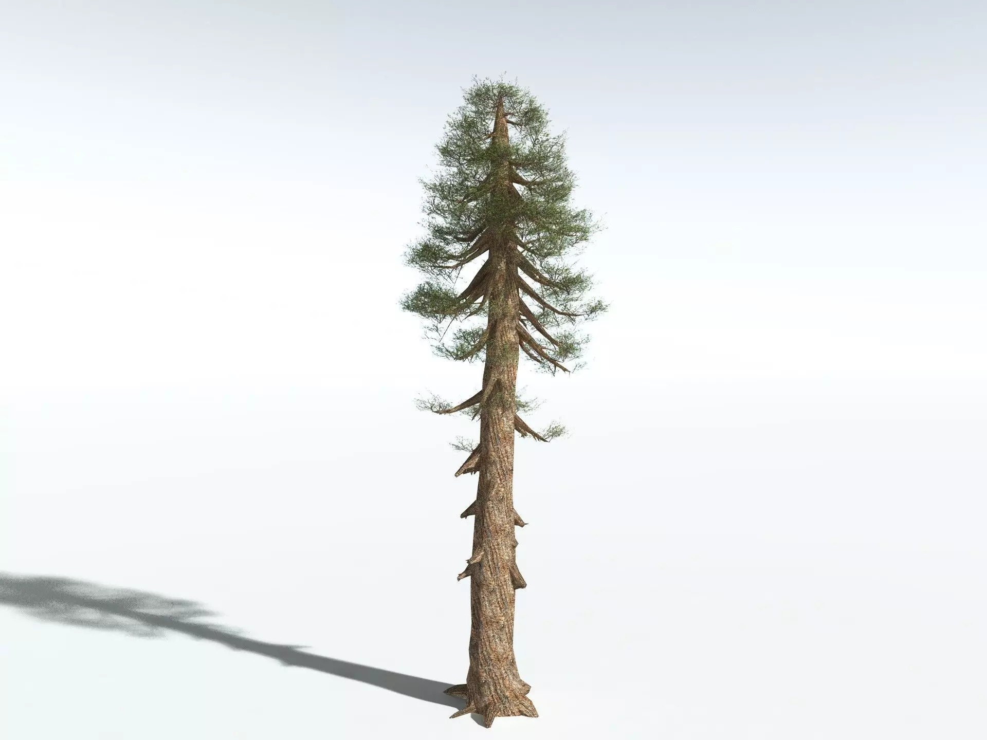 EVERYPlant Giant Redwood LowPoly Low-poly 3D model_0