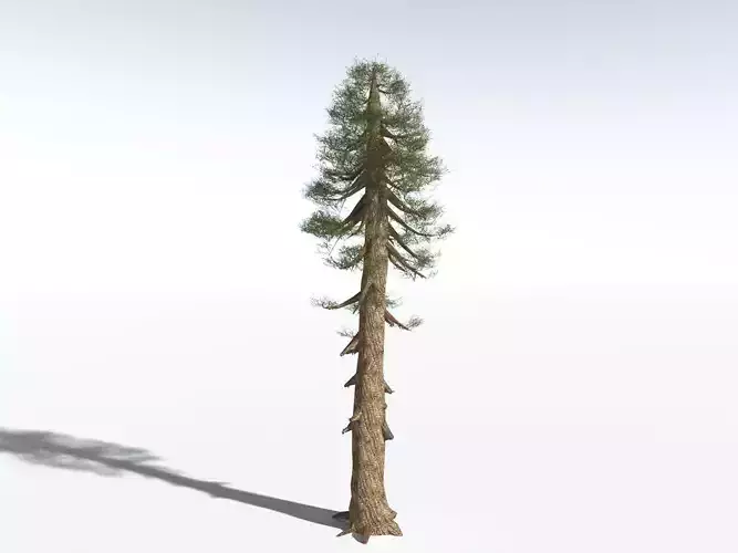 EVERYPlant Giant Redwood LowPoly Low-poly 3D model