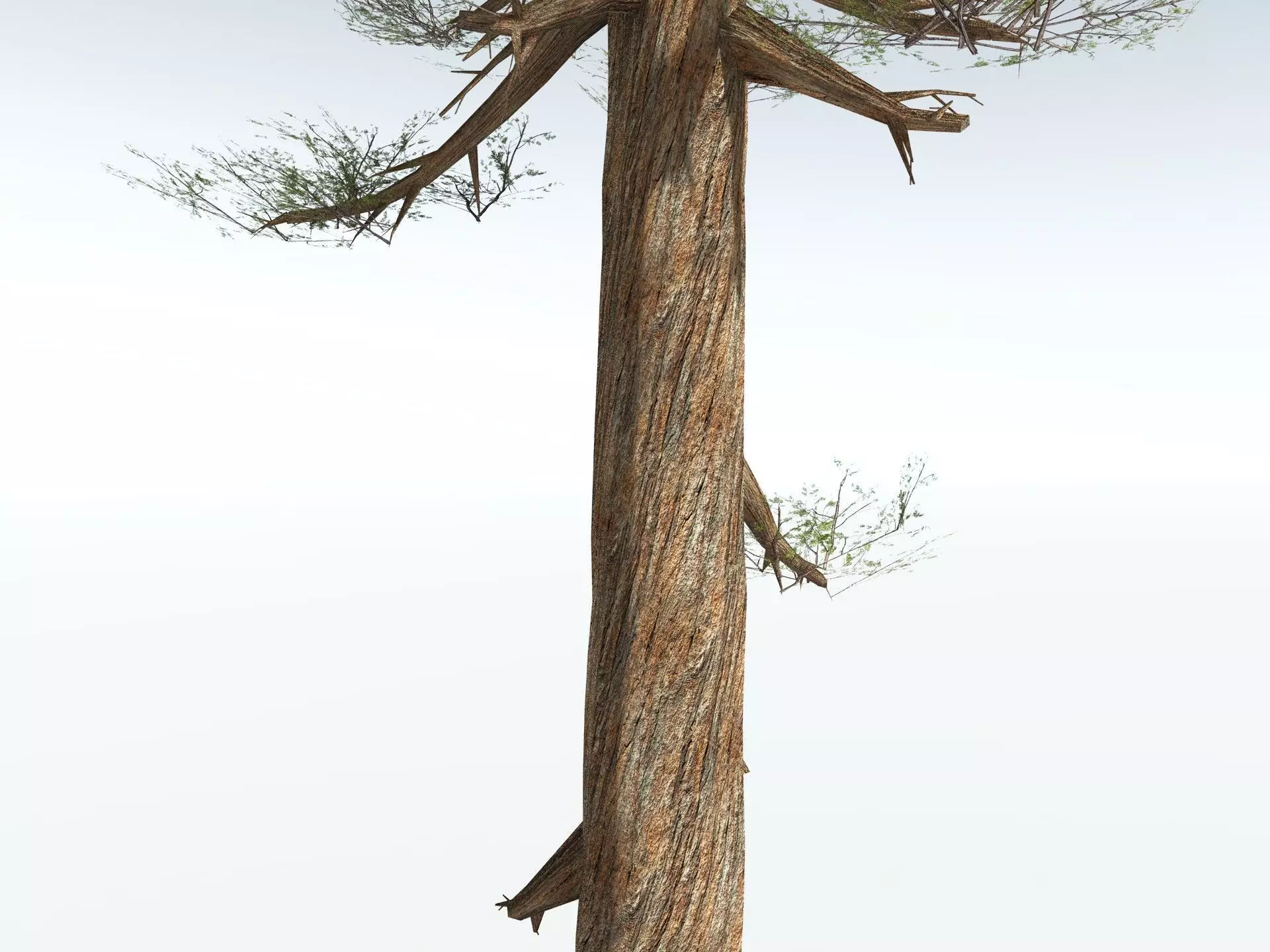 EVERYPlant Giant Redwood LowPoly Low-poly 3D model_3