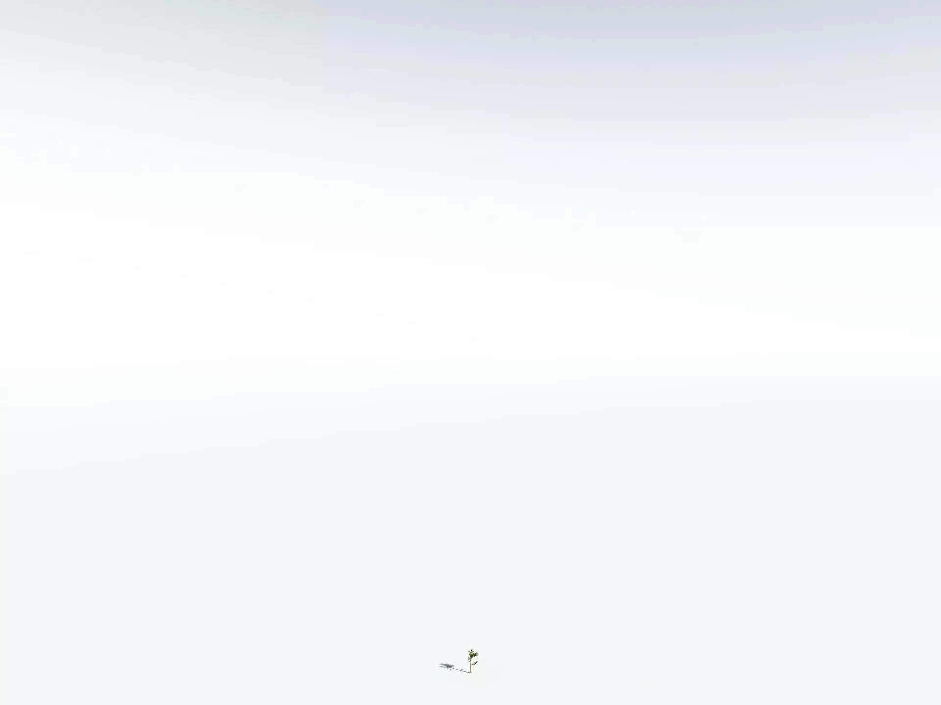 EVERYPlant Giant Redwood LowPoly Low-poly 3D model_30