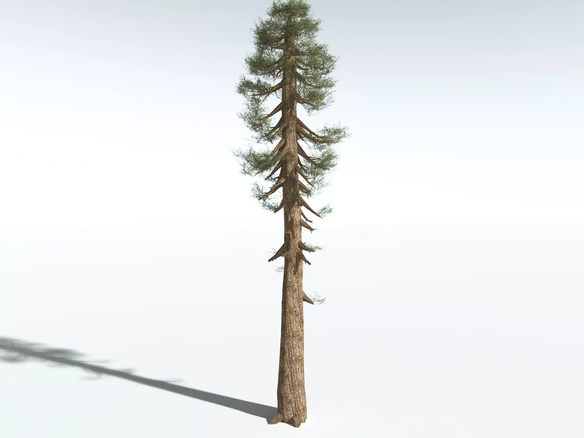 EVERYPlant Giant Redwood LowPoly Low-poly 3D model_4