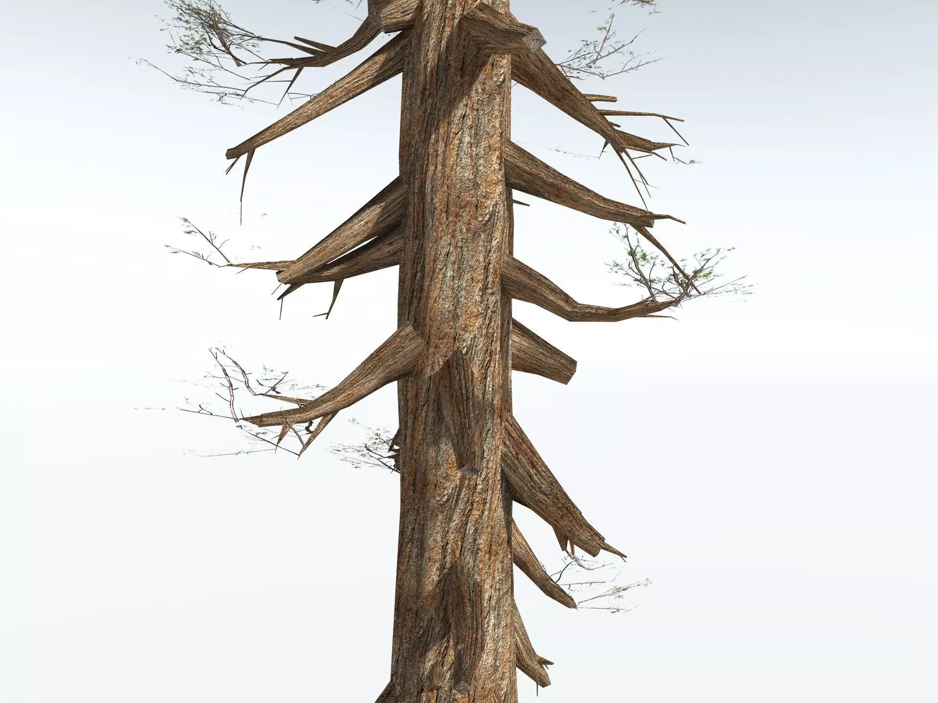 EVERYPlant Giant Redwood LowPoly Low-poly 3D model_17