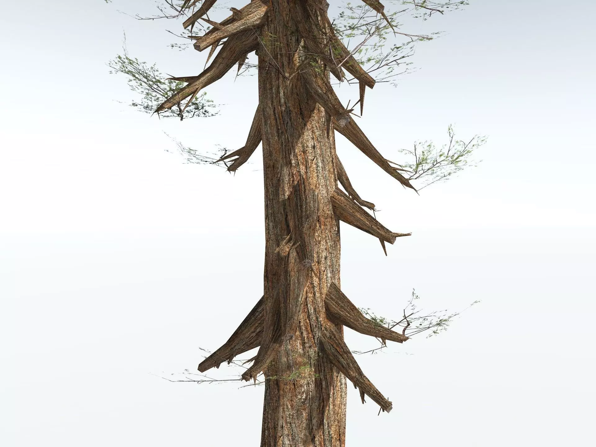 EVERYPlant Giant Redwood LowPoly Low-poly 3D model_15