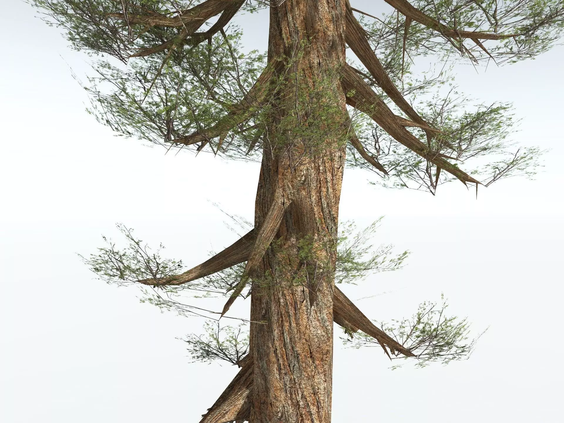 EVERYPlant Giant Redwood LowPoly Low-poly 3D model_1