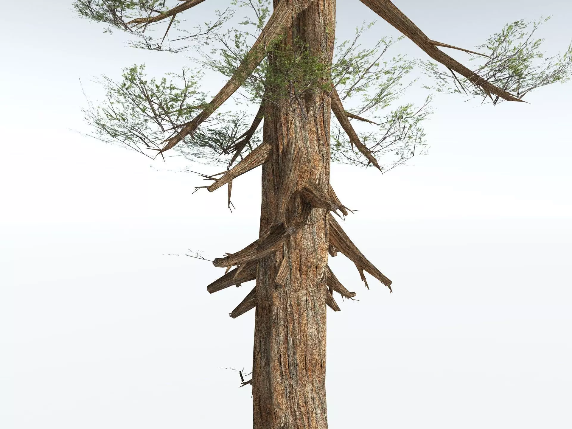 EVERYPlant Giant Redwood LowPoly Low-poly 3D model_9